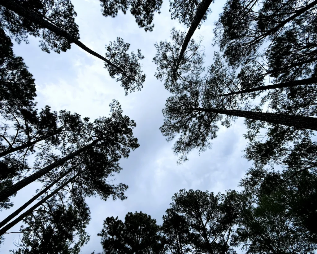 Thick pine tree canopy at Atlanta State Park showing limited sky view for Starlink dish.