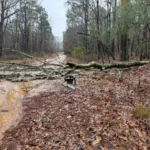 Chainsaw on the ground next to a downed tree being cut for firewood as we prepare for a rare Texas freeze