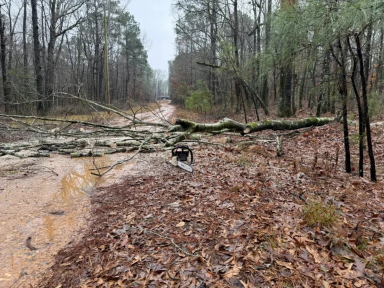Chainsaw on the ground next to a downed tree being cut for firewood as we prepare for a rare Texas freeze