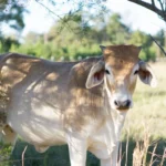 A cow grazing at home in Bowie County to maintain a Texas Ag Exemption