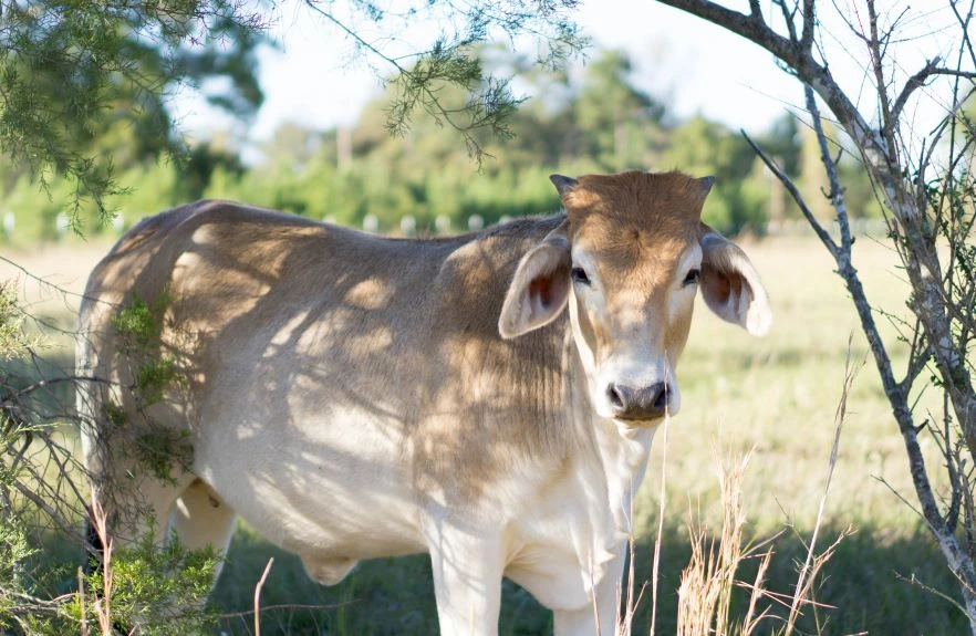 A cow grazing at home in Bowie County to maintain a Texas Ag Exemption