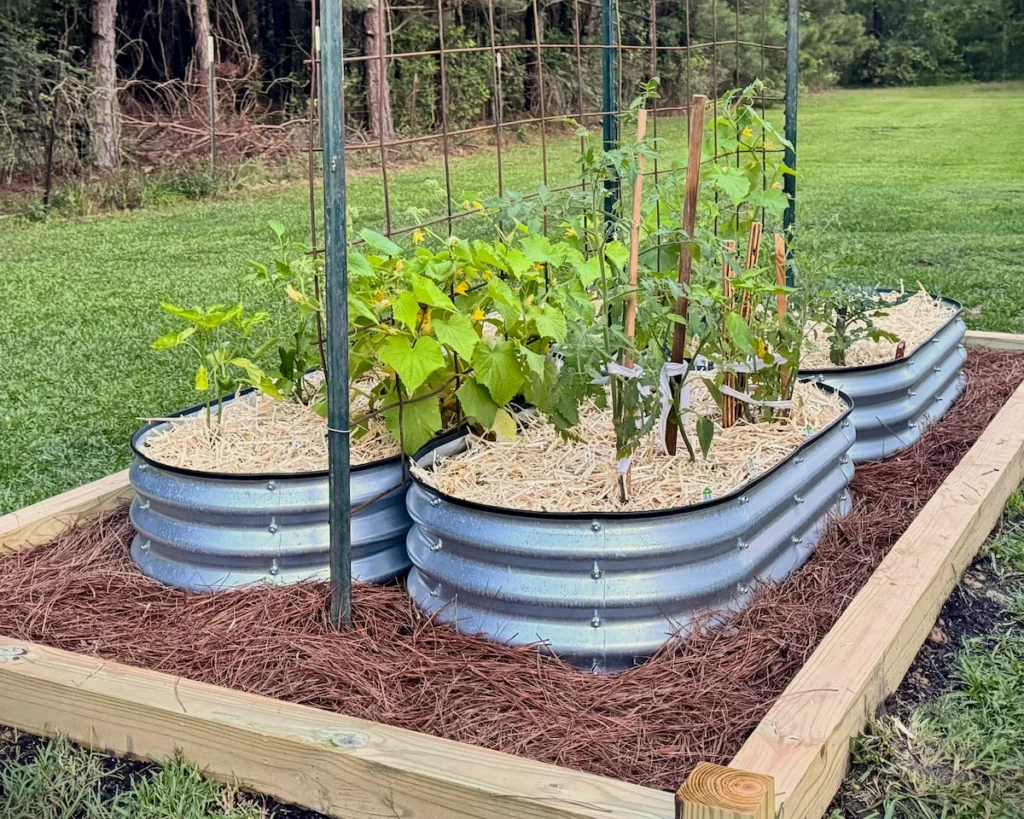 Finished galvanized raised garden beds with fresh straw mulch in place around the squares.