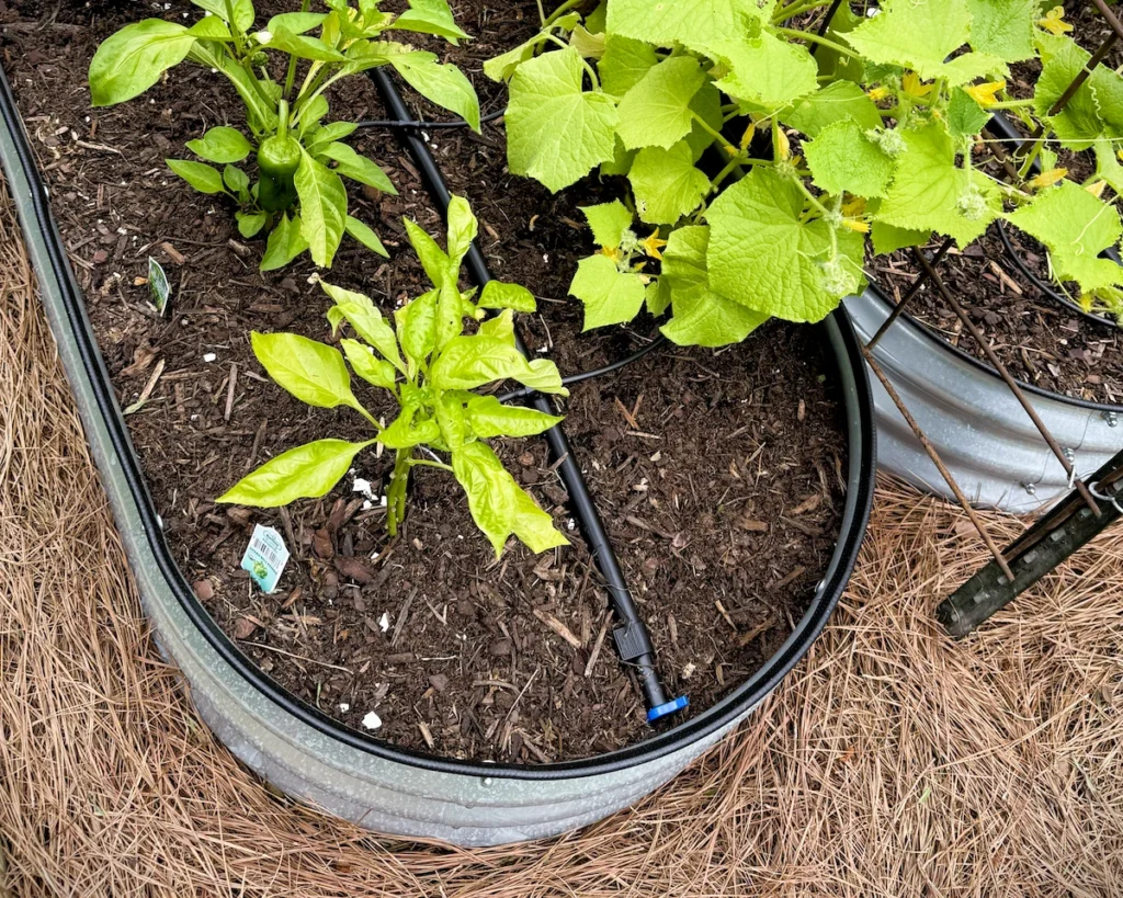 The end of a half inch flexible drip irrigation tubing run inside a raised garden bed container.