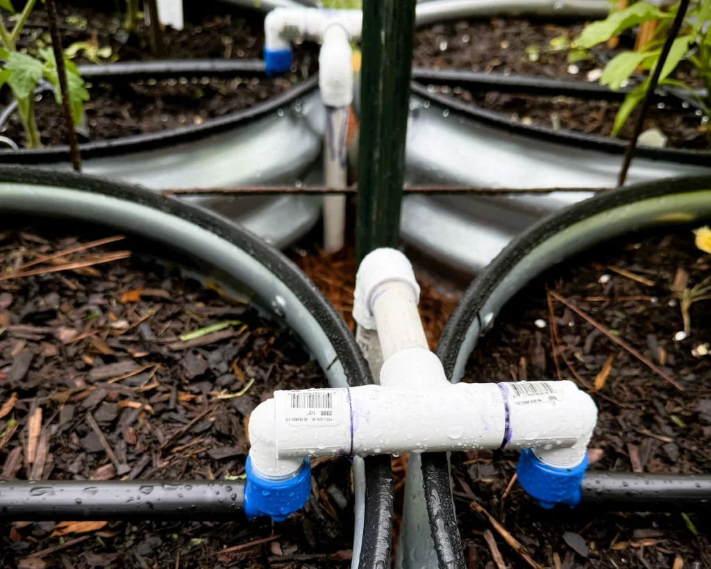 Close up of a PVC pipe manifold transitioning down into the flexible irrigation tubing inside a raised bed.