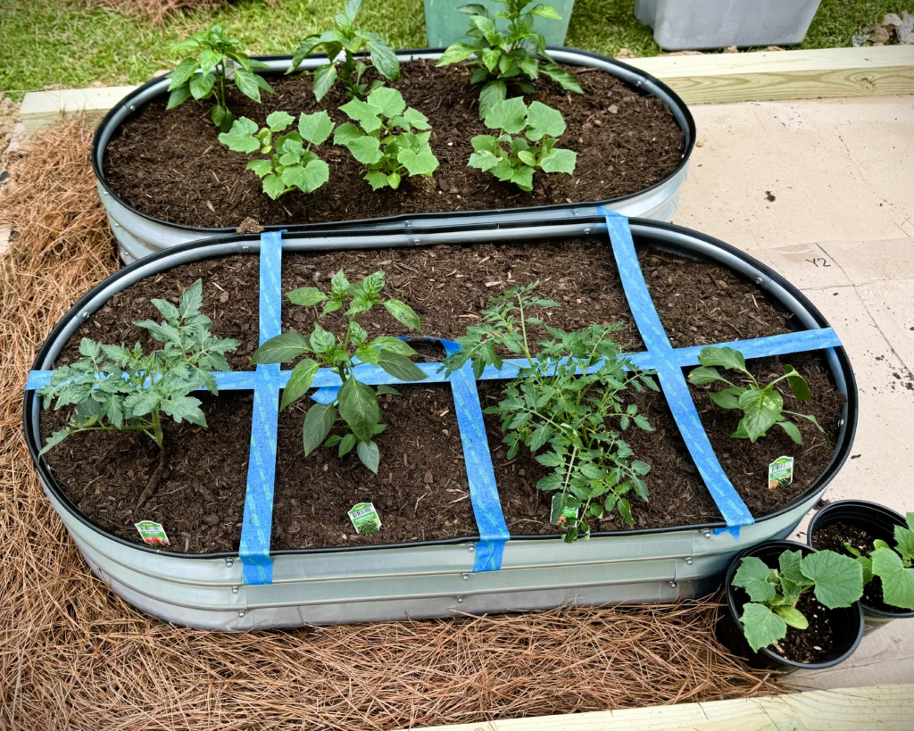 A DIY square foot garden in progress showing unprinted brown cardboard laid as a weed barrier next to galvanized beds and a layer of pine straw mulch.