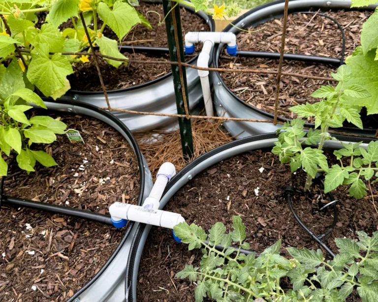 DIY PVC drip irrigation manifold splitting water lines out to four raised garden beds for an automated irrigation system